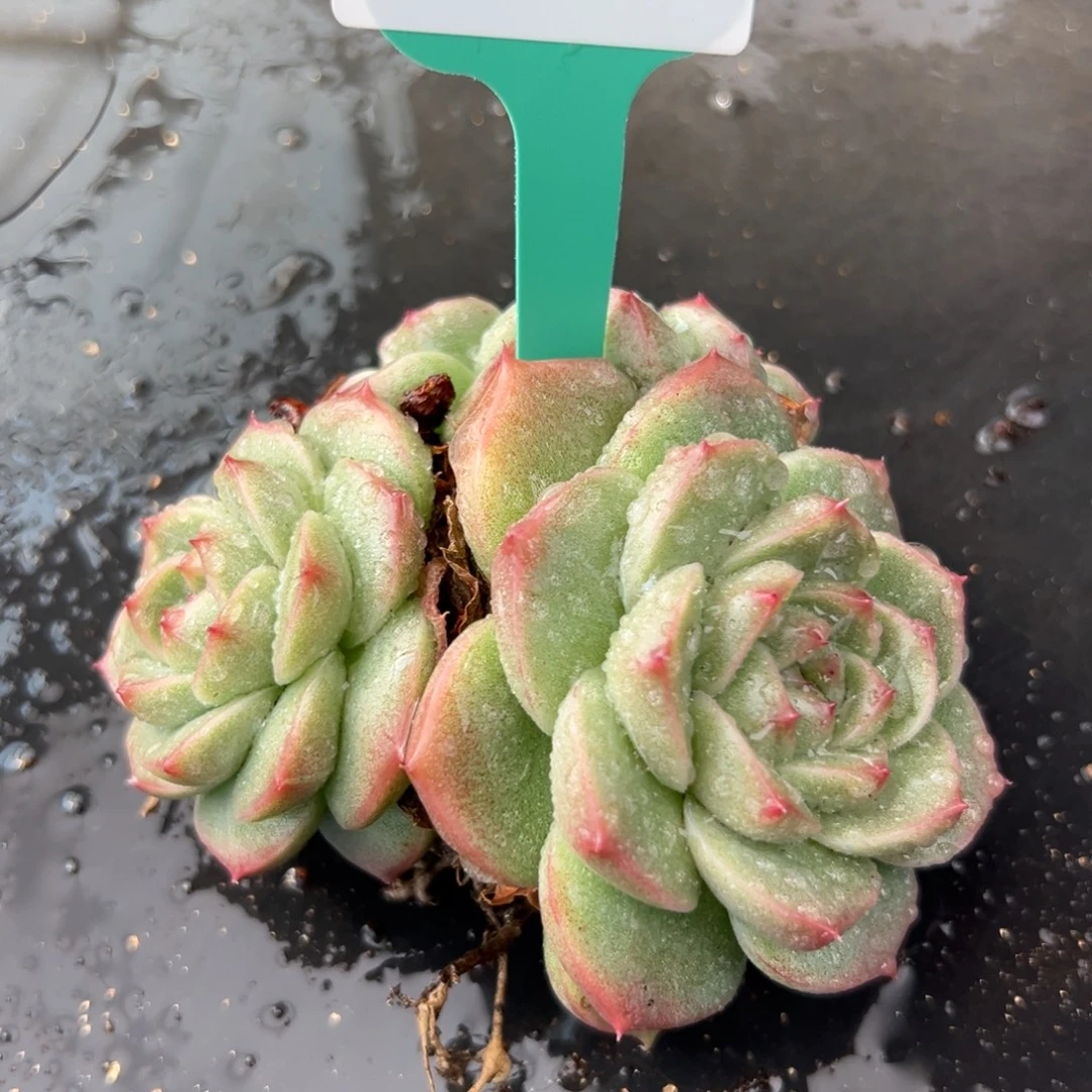 从前慢花园多肉编号1213-147