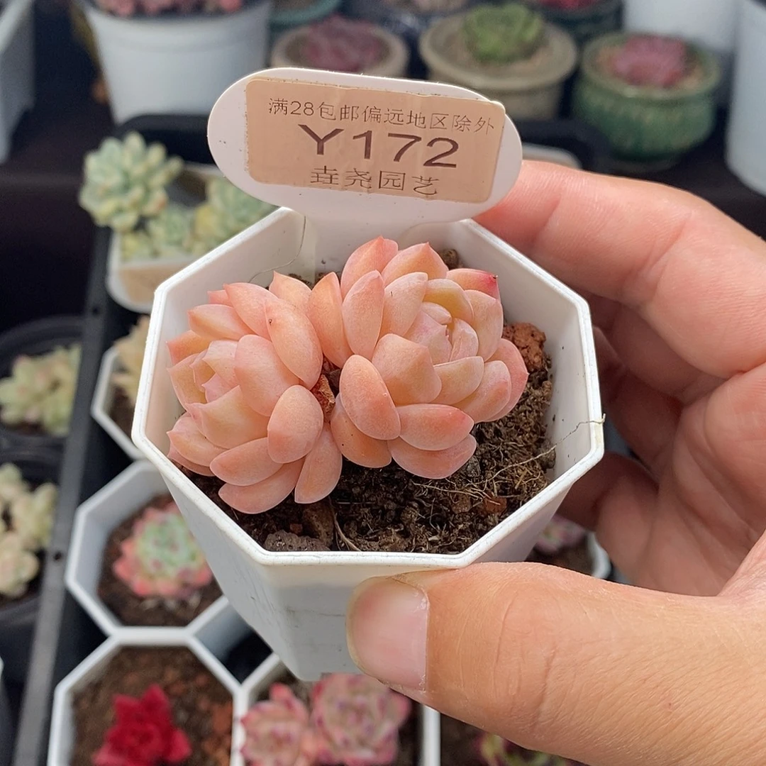 0172 粉魄 5cm 双头