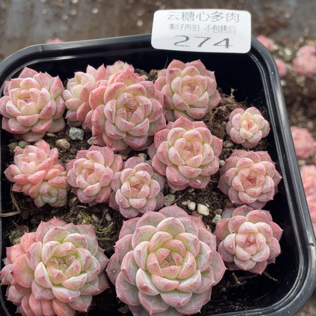 云糖心多肉植物274
