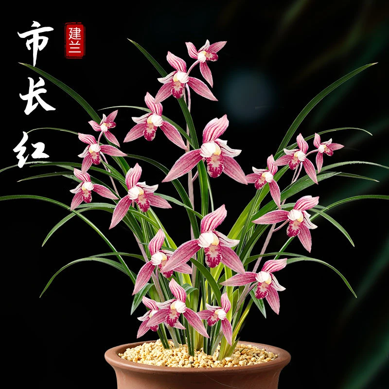 市长红 兰花建兰四季兰红花夏带花苞兰花苗植物盆栽阳台客厅浓香