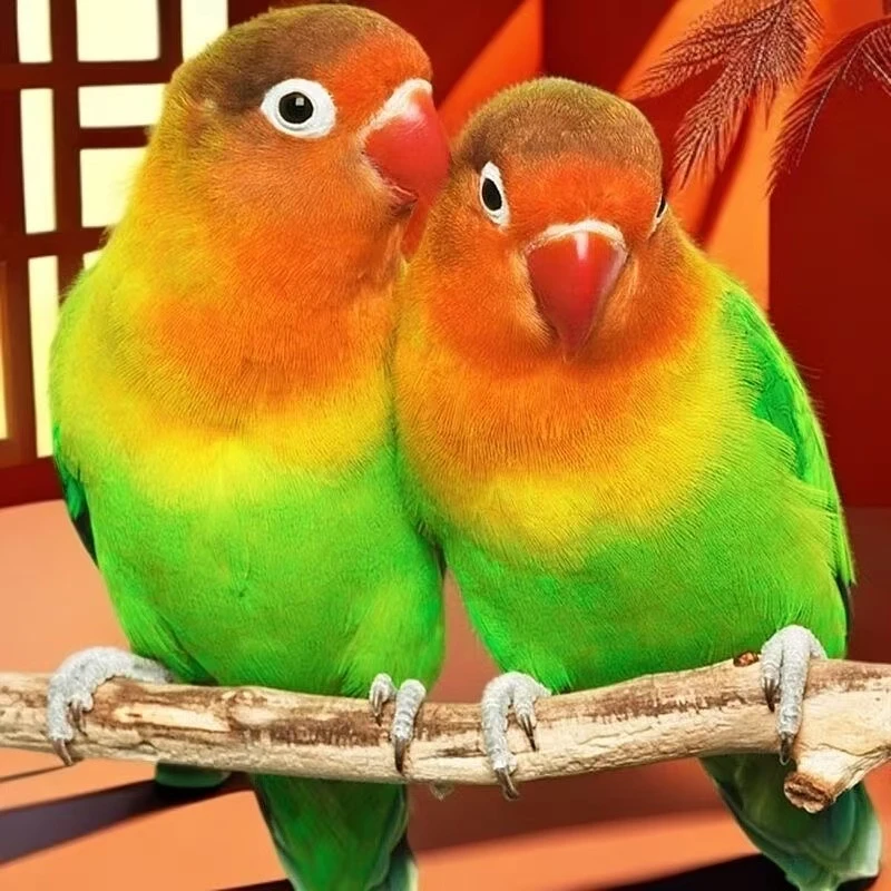 鹦鹉牡丹爱情鸟2只一对宠物鸟（活体包邮到家）