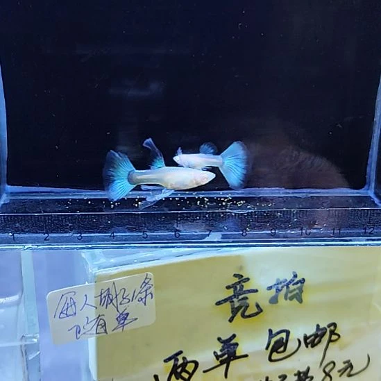 孔雀鱼19蓝白大C一对