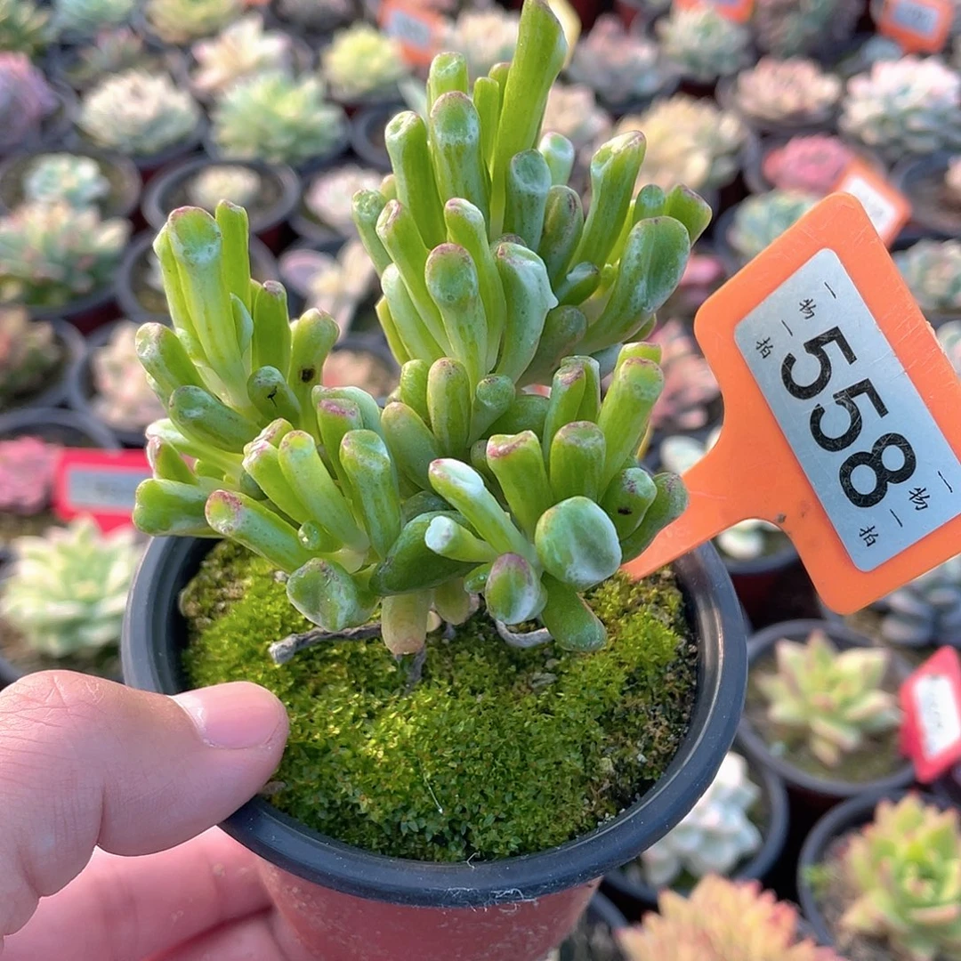 吸米树锦558号多肉