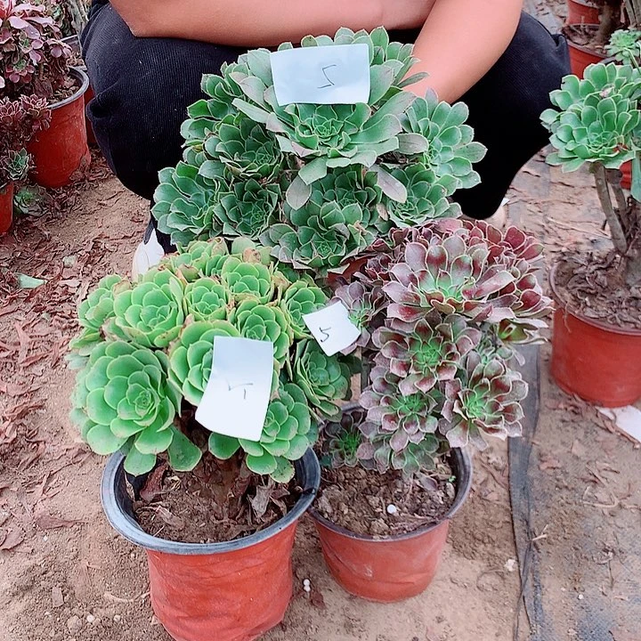 绿羊绒灰法原始绿5