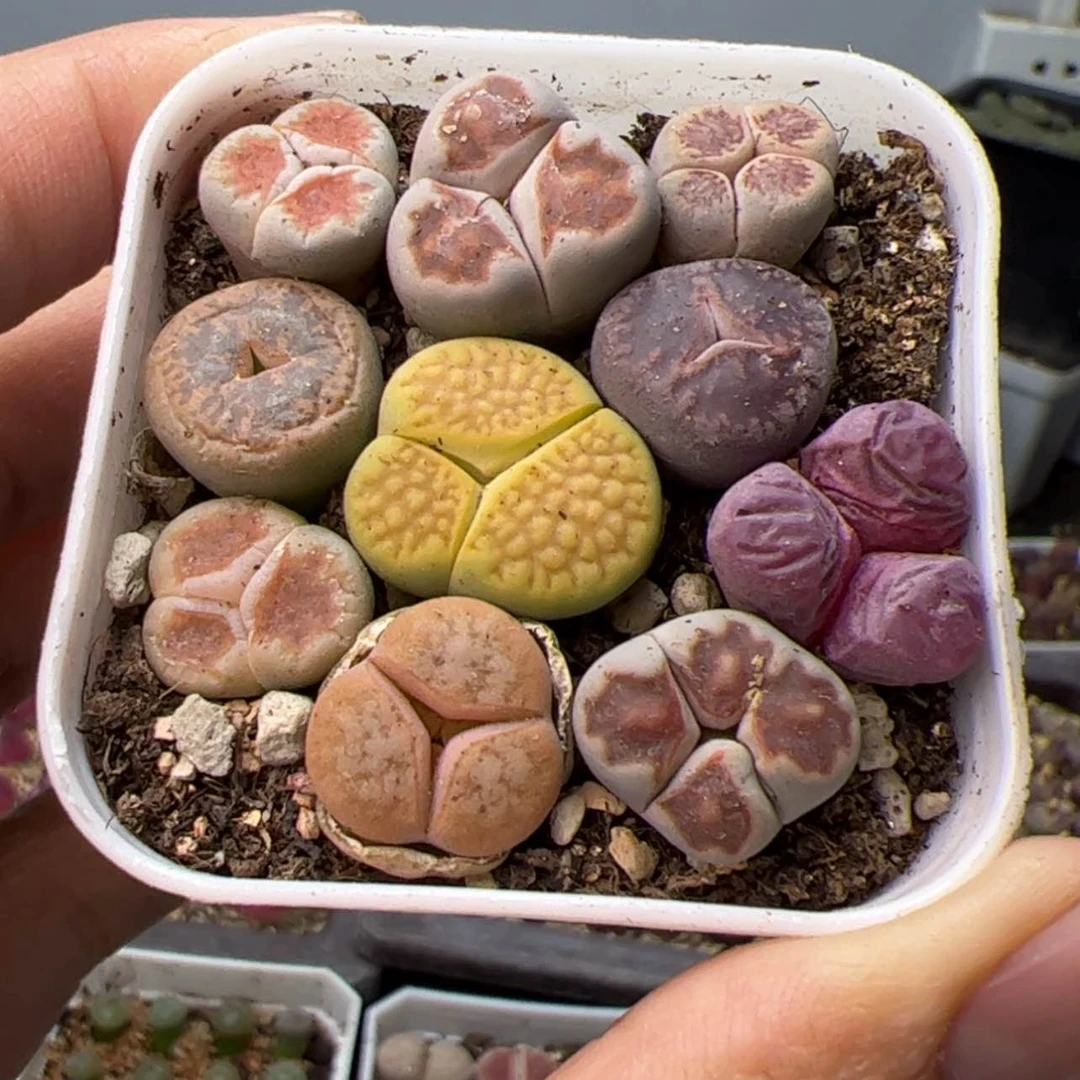 【闪购商品】00000000021