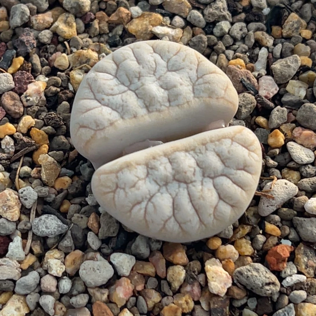 9359睫毛铁261一颗2.7