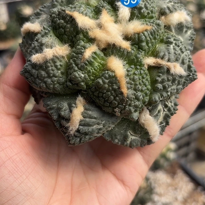 袖蒲苗接落地仙人球99
