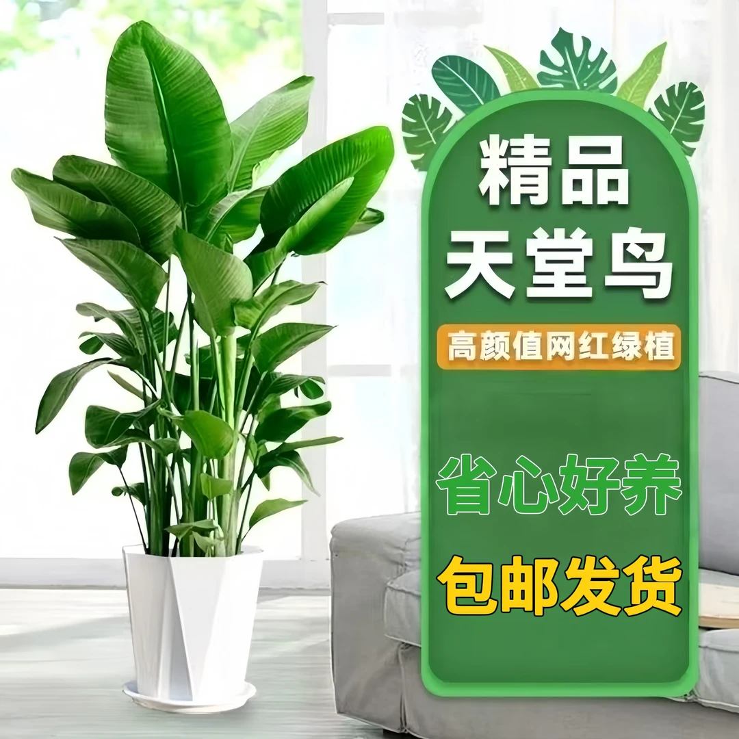 【A级老桩】1.5-1.6米精品老桩北欧风天堂鸟净化空气好养【陌上sl