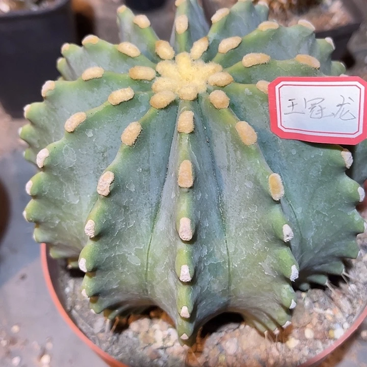 满38包邮2天凑单，脱土晾根发货多肉植物王冠龙