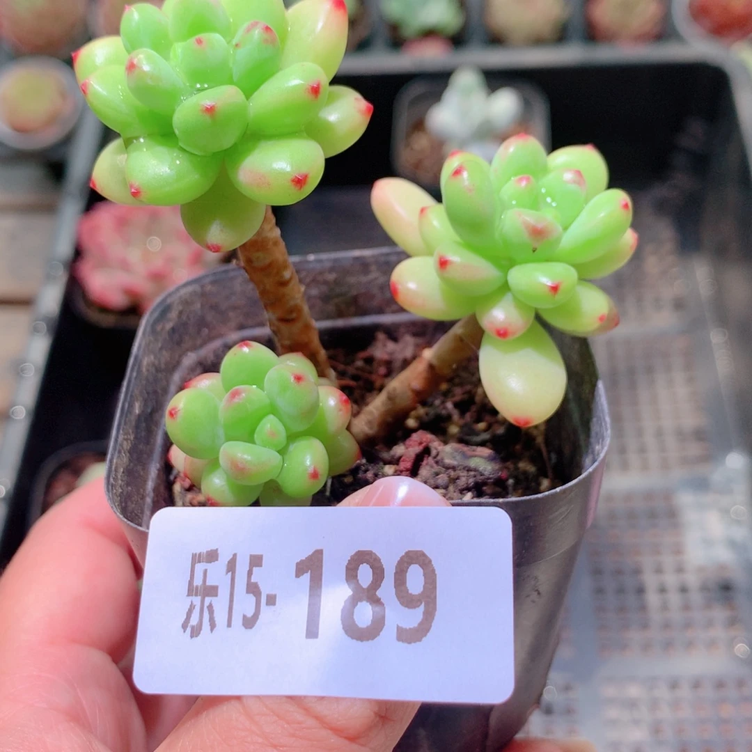 乐然15-189 香格里拉