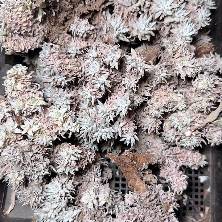 1776瑕疵框拍不售后