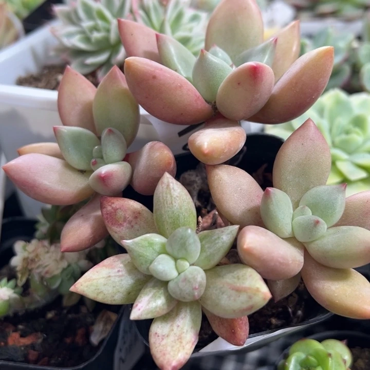 桃花源拉丝锦多肉植物福利589