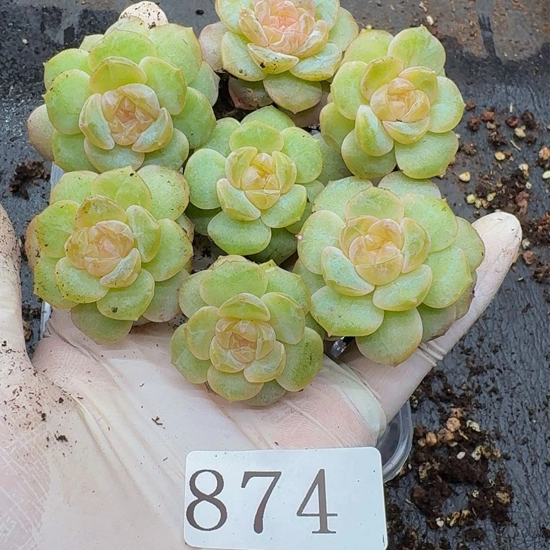 c****2多肉植物多肉植物874