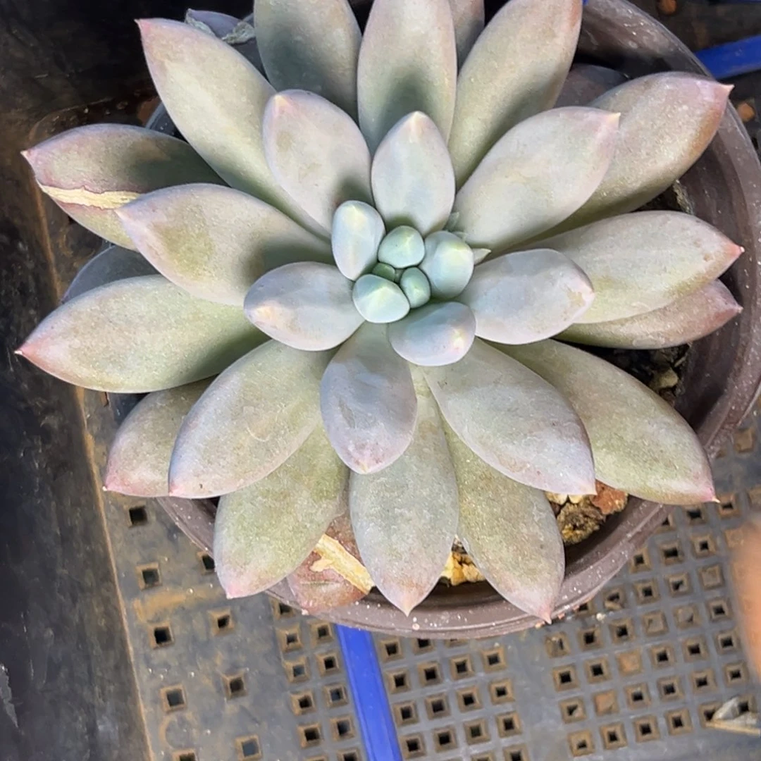 多肉植物彩胖体哥特193