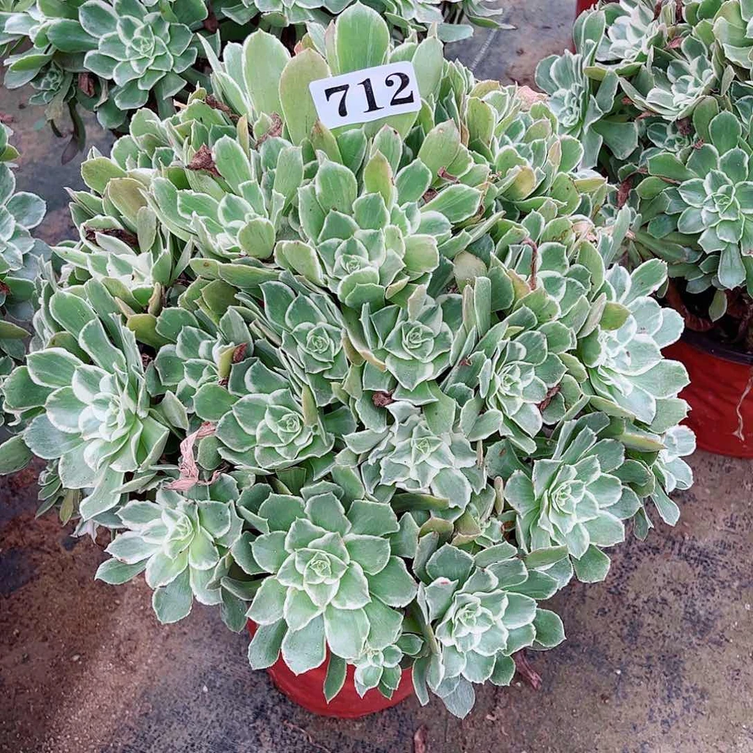 无花朵天*多肉植物青丝寄养712