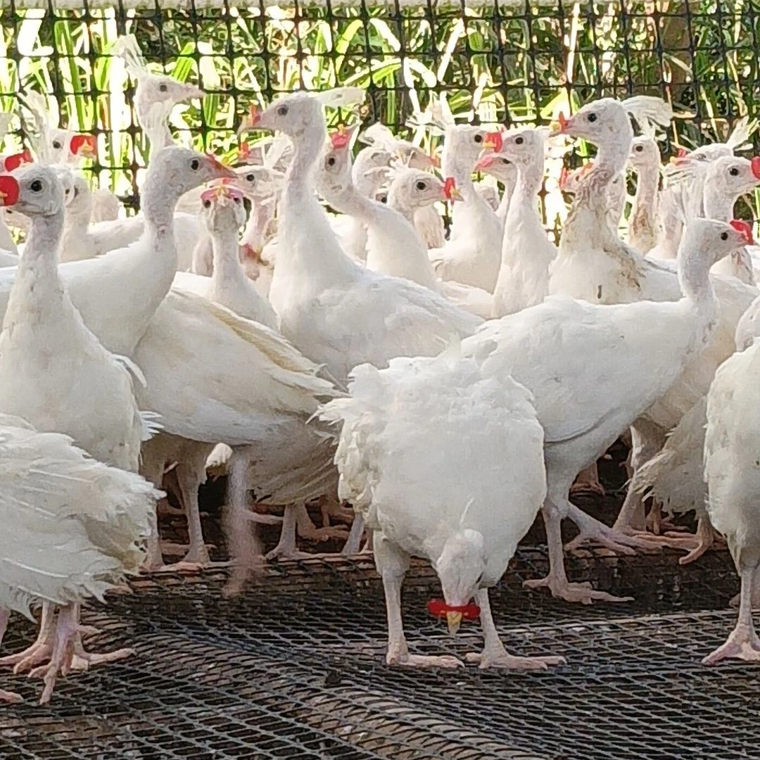 脱温白孔雀苗（顺丰包邮）