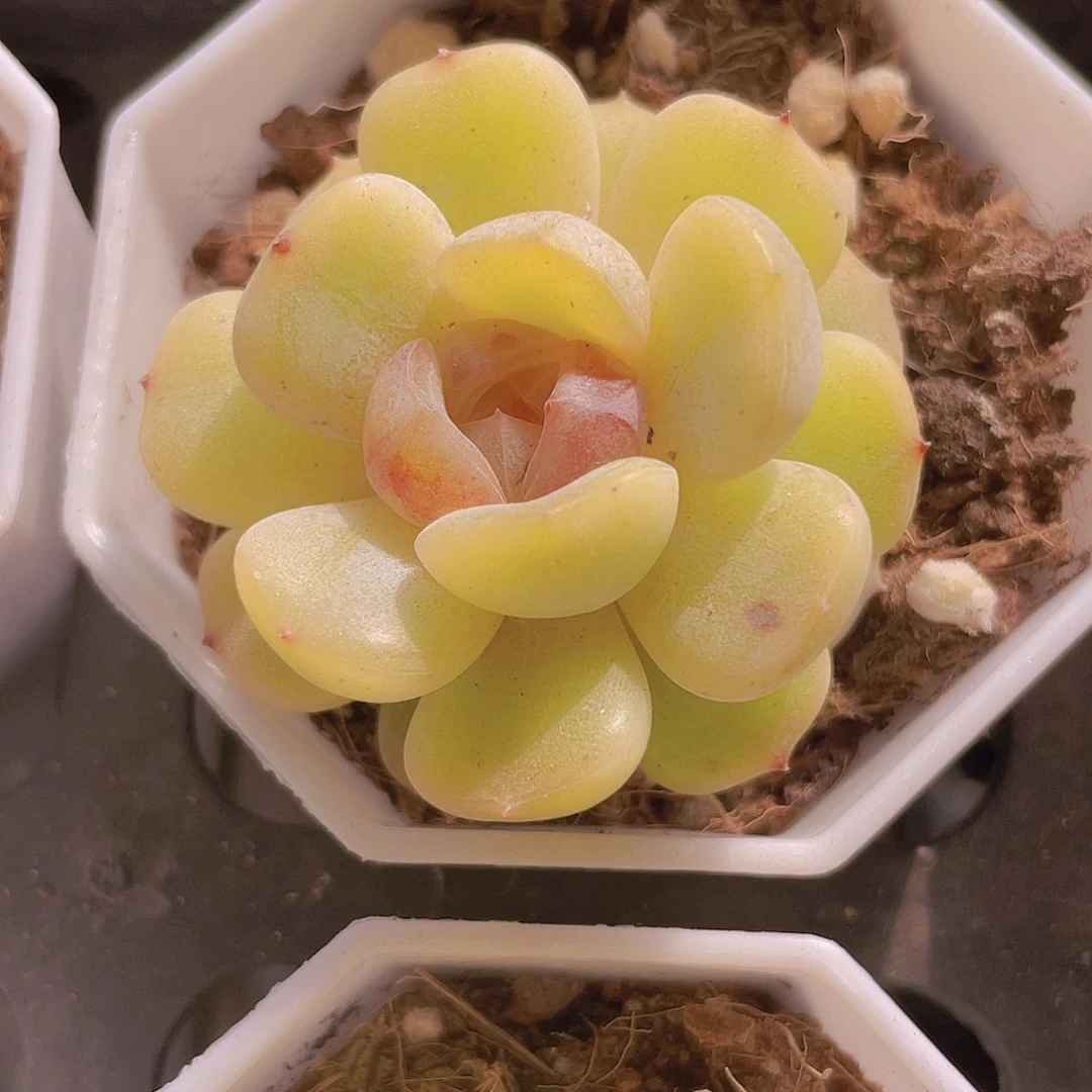 白恋a060一物一拍