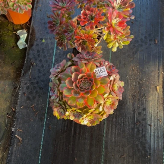 我***金完全开放粉花妖，水墨画016333333