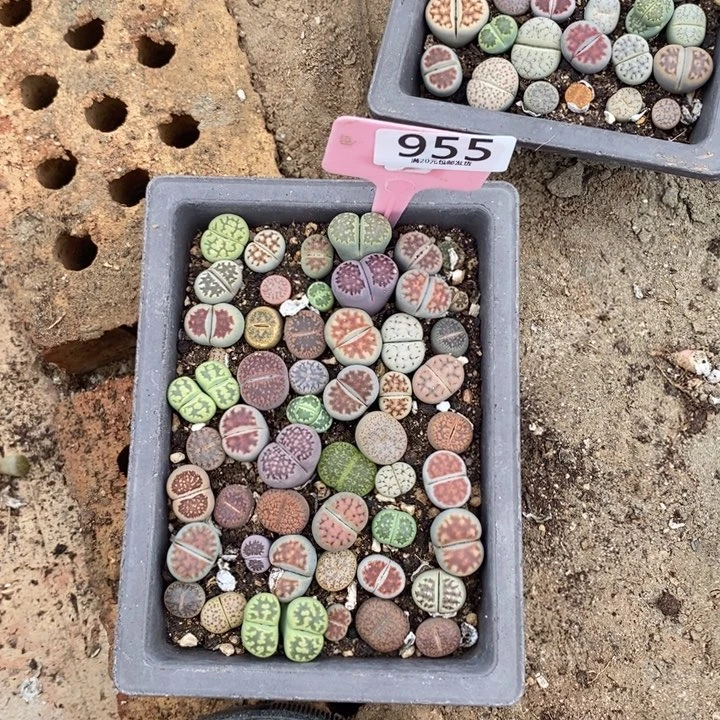 薄****生石花等植物的生长955