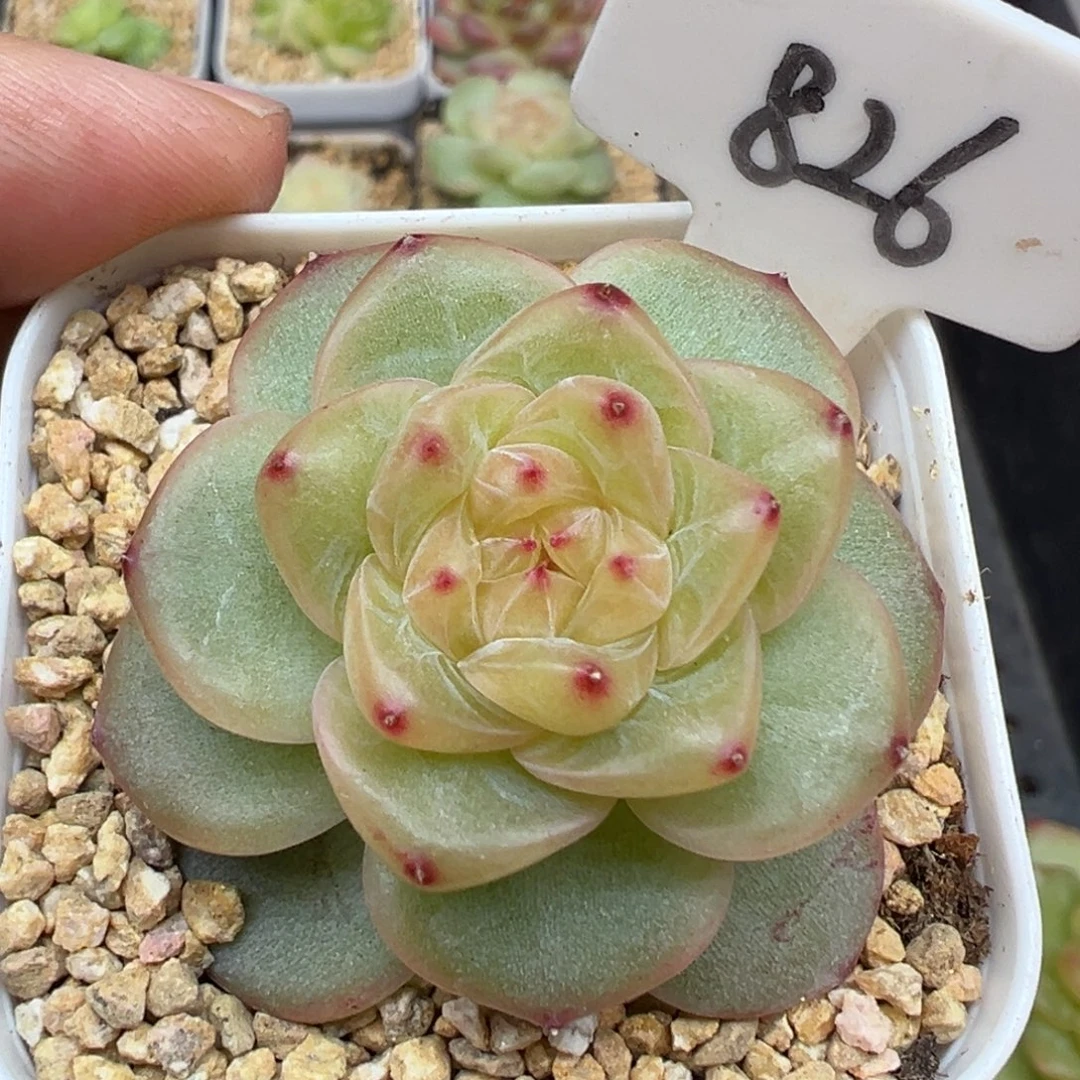 826号甜心628 晗雨多肉