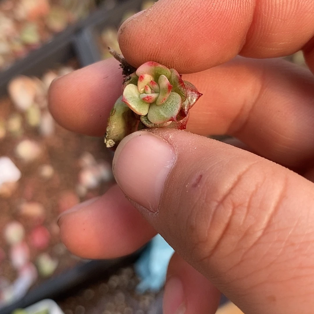 1300三文鱼锦多肉植物哇啦塞