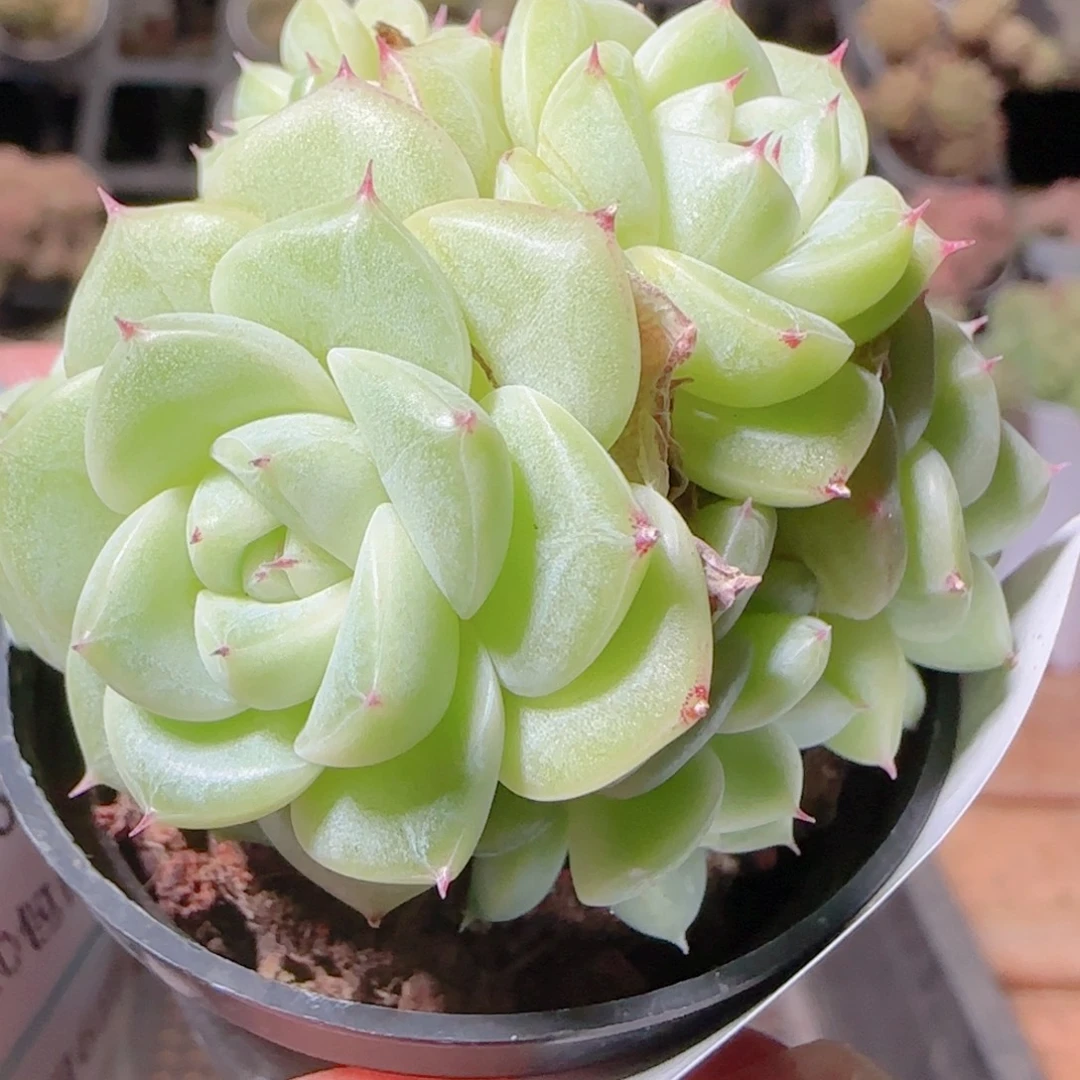 花语逸镜1106-372散