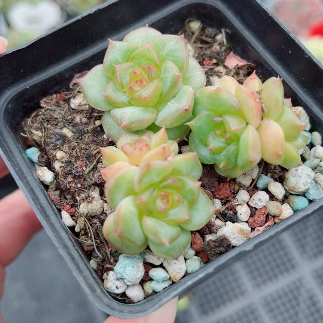 悦***u风靡园艺新品珍妮群