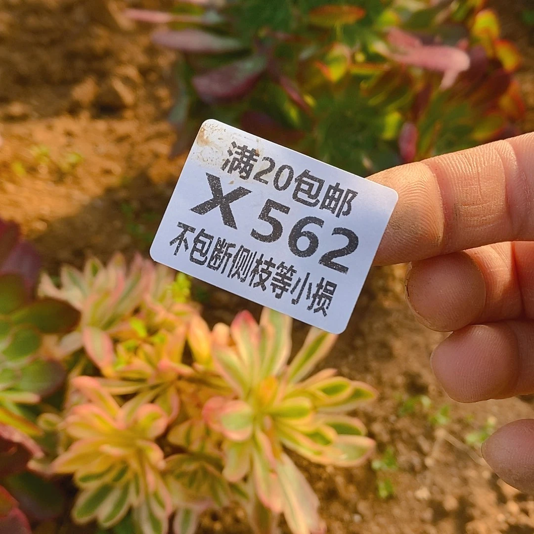 萧**姐562辛尼亚多颗包邮