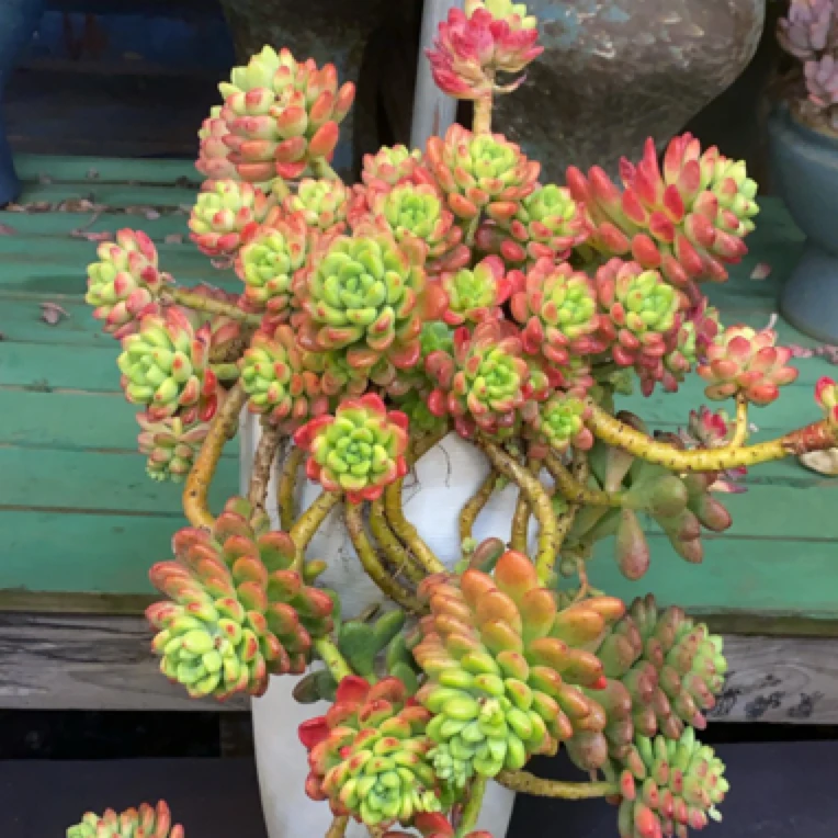 多肉植物老桩，一物一拍