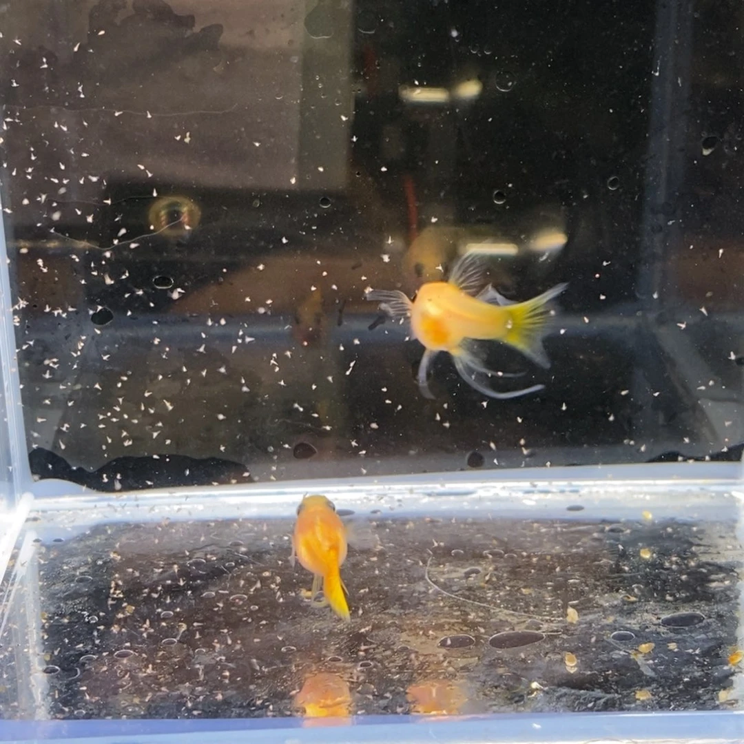 孔雀鱼皇家落日短c一对