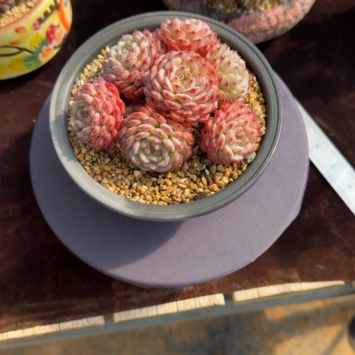 白胖子白胖子白胖子白胖子