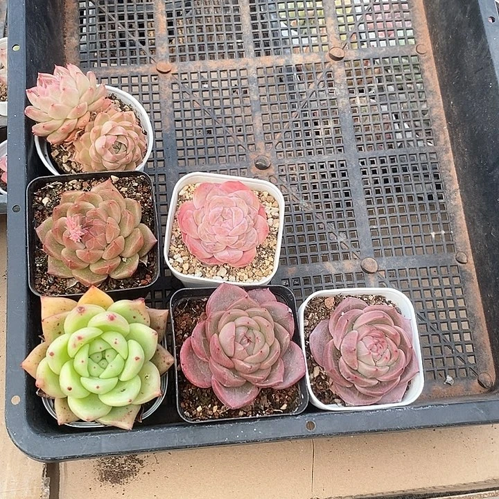 ＊****宝子挑选哦 6806