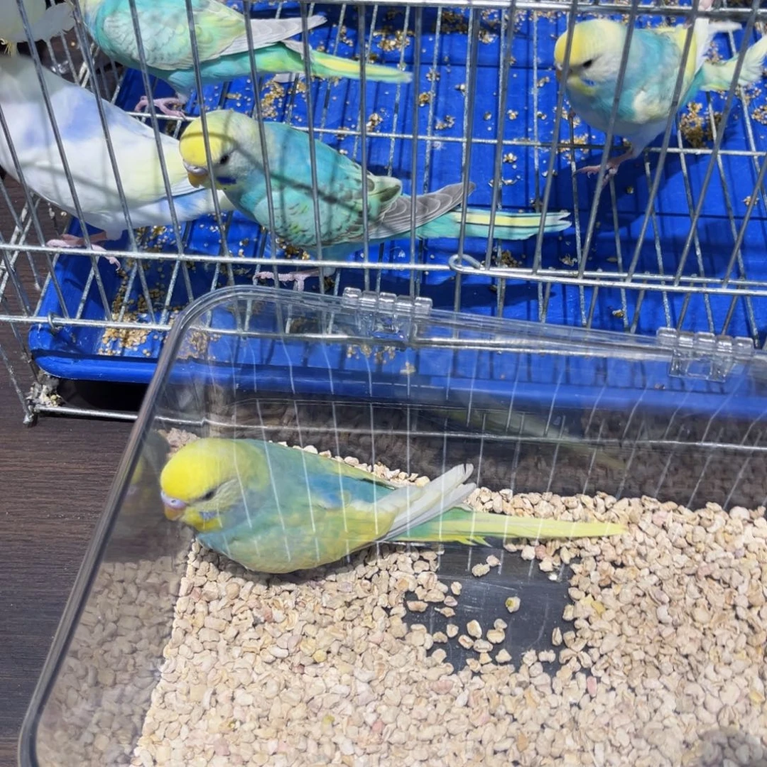 虎皮鹦鹉金彩虎皮鹦鹉珍珠彩公，一物一拍不退换竞拍