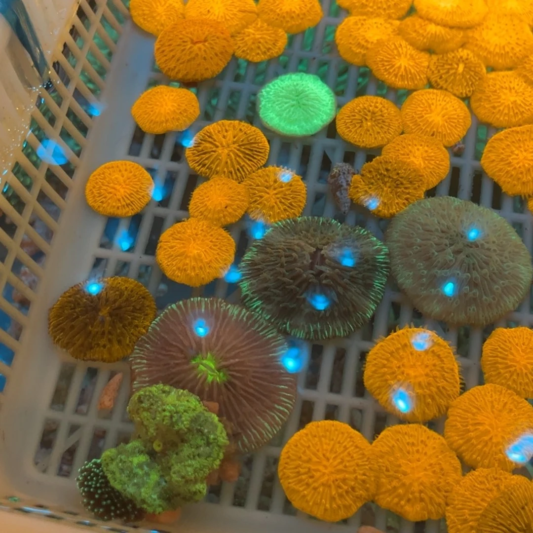 k***y奶嘴海葵飞盘1111111