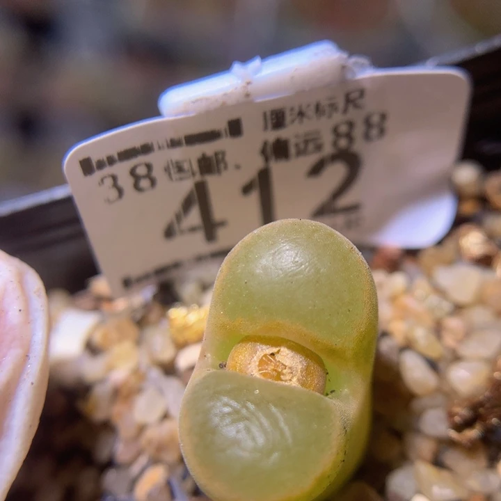 Sss精品生石花412