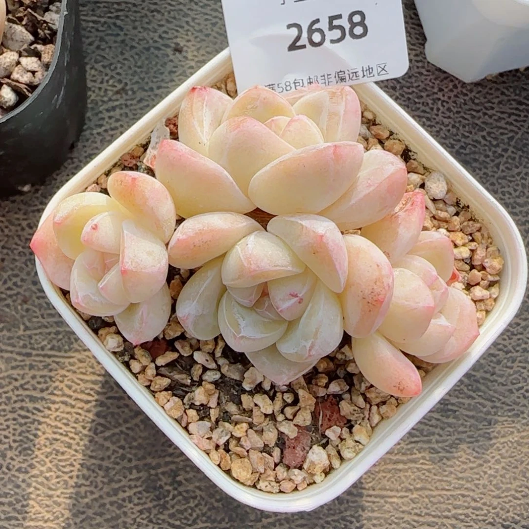 冰玉无砍，2658多肉植物