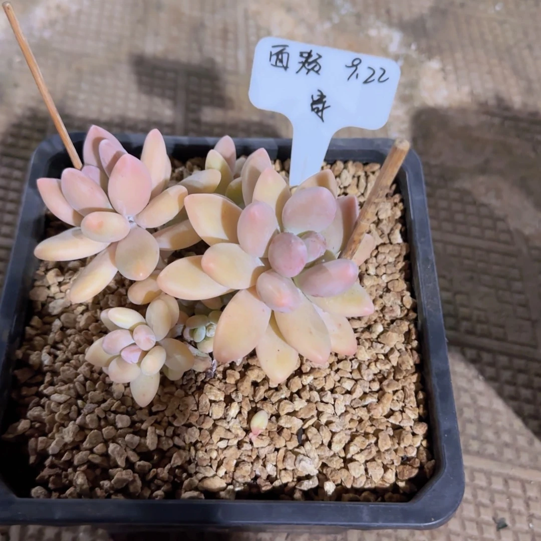 安之若素的面颊寄养