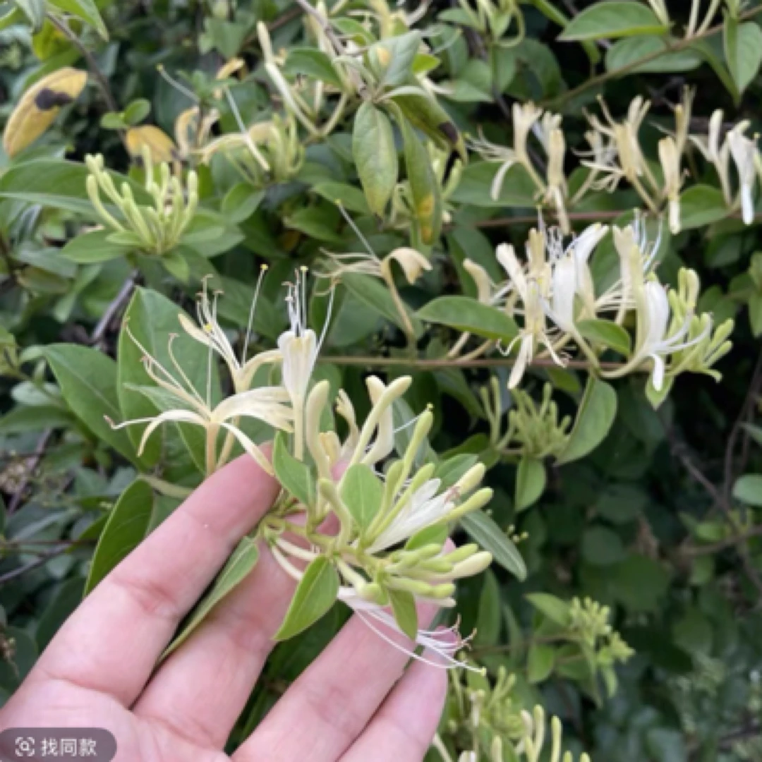 农家自产自销金银花