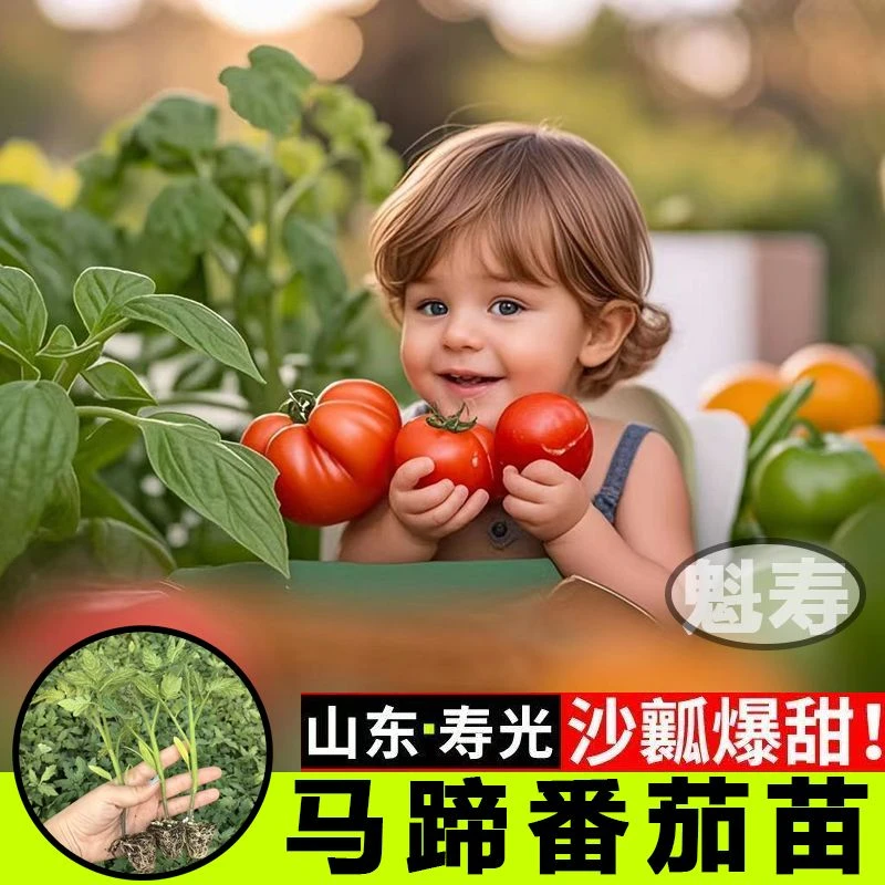 寿光红马蹄番茄苗秧老品种西红柿沙瓤爆甜丑柿子牛排番茄种子盆栽