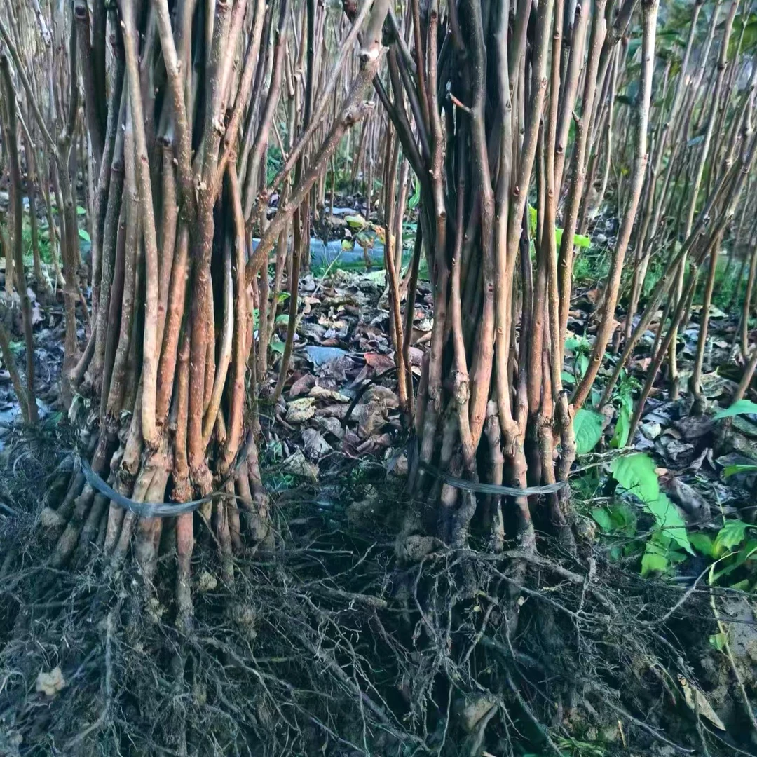 太秋甜柿苗 自家苗圃 现挖现发 苗子健壮根系好 保湿发货成活率高
