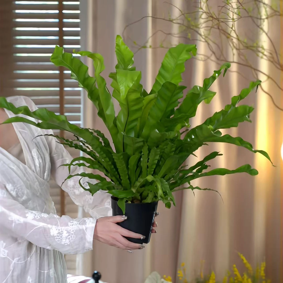 大号鸟巢蕨盆栽植物室内好养的耐阴的室内绿植盆栽植物花万年青