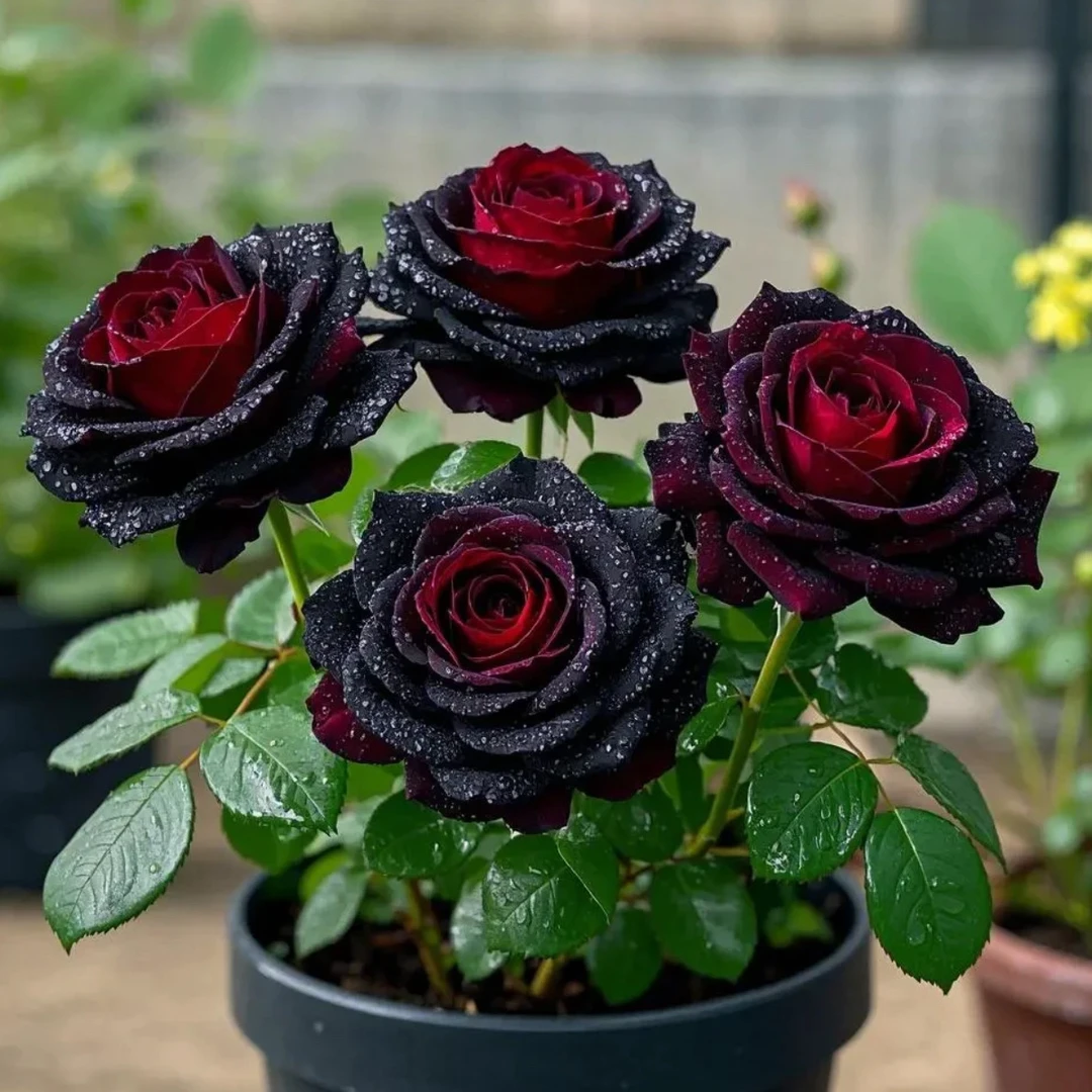 【5颗二年苗】玫瑰花苗月季玫瑰大花浓香四季开花盆栽地栽新品