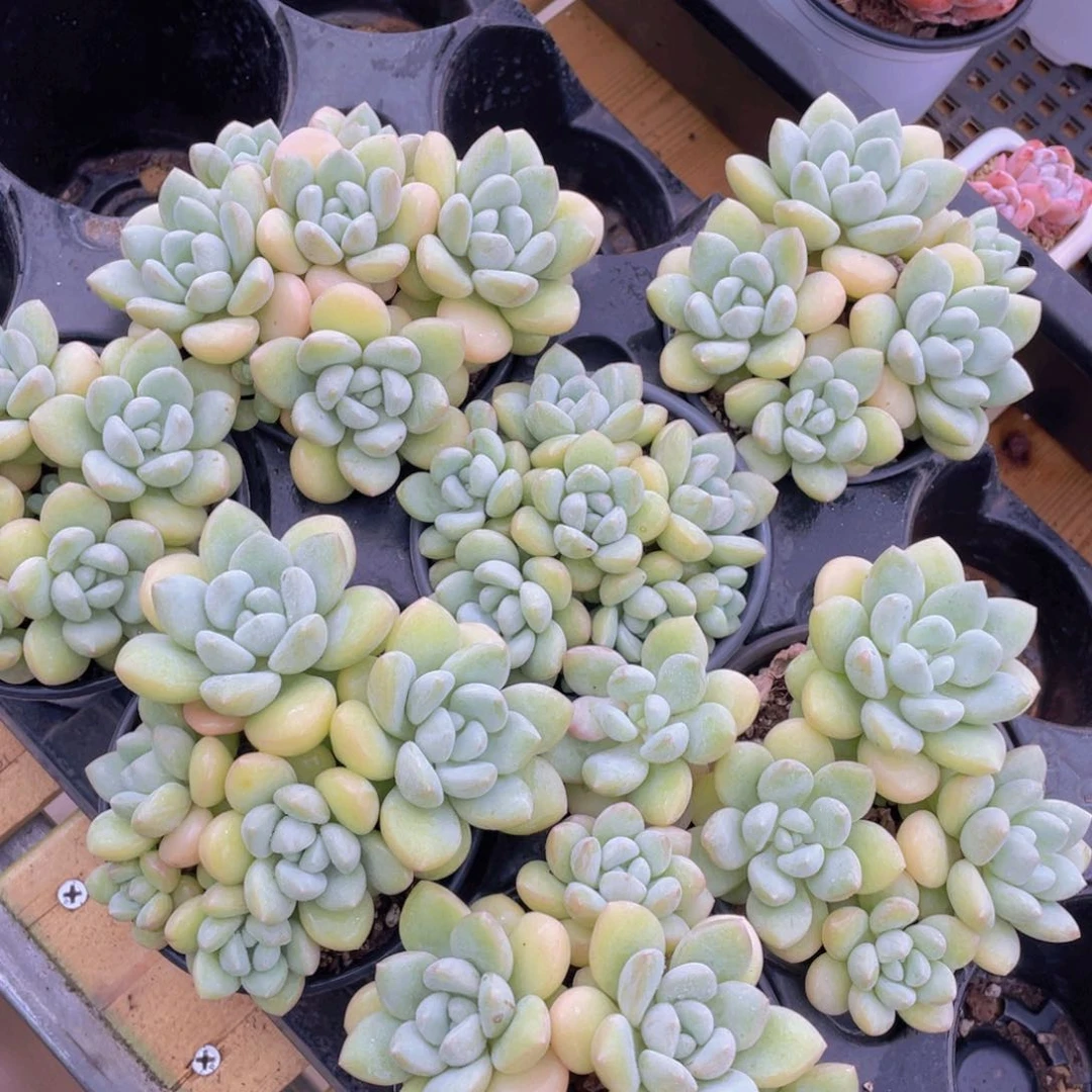1239号 新品泡泡糖大群生五头起一个