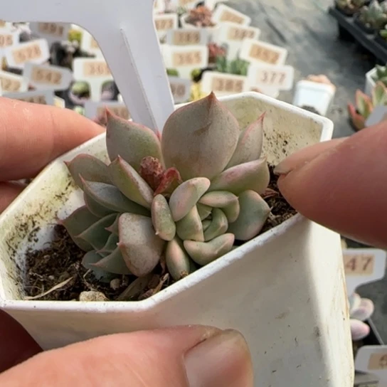 544玫瑰夫人锦多肉