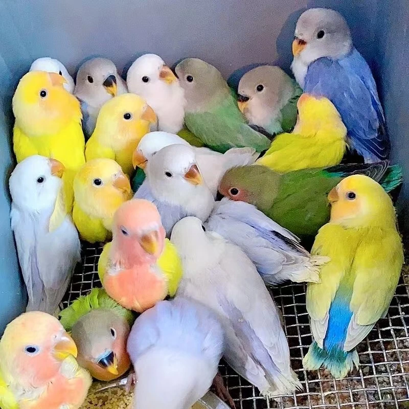 手养桃脸半毛牡丹鹦鹉