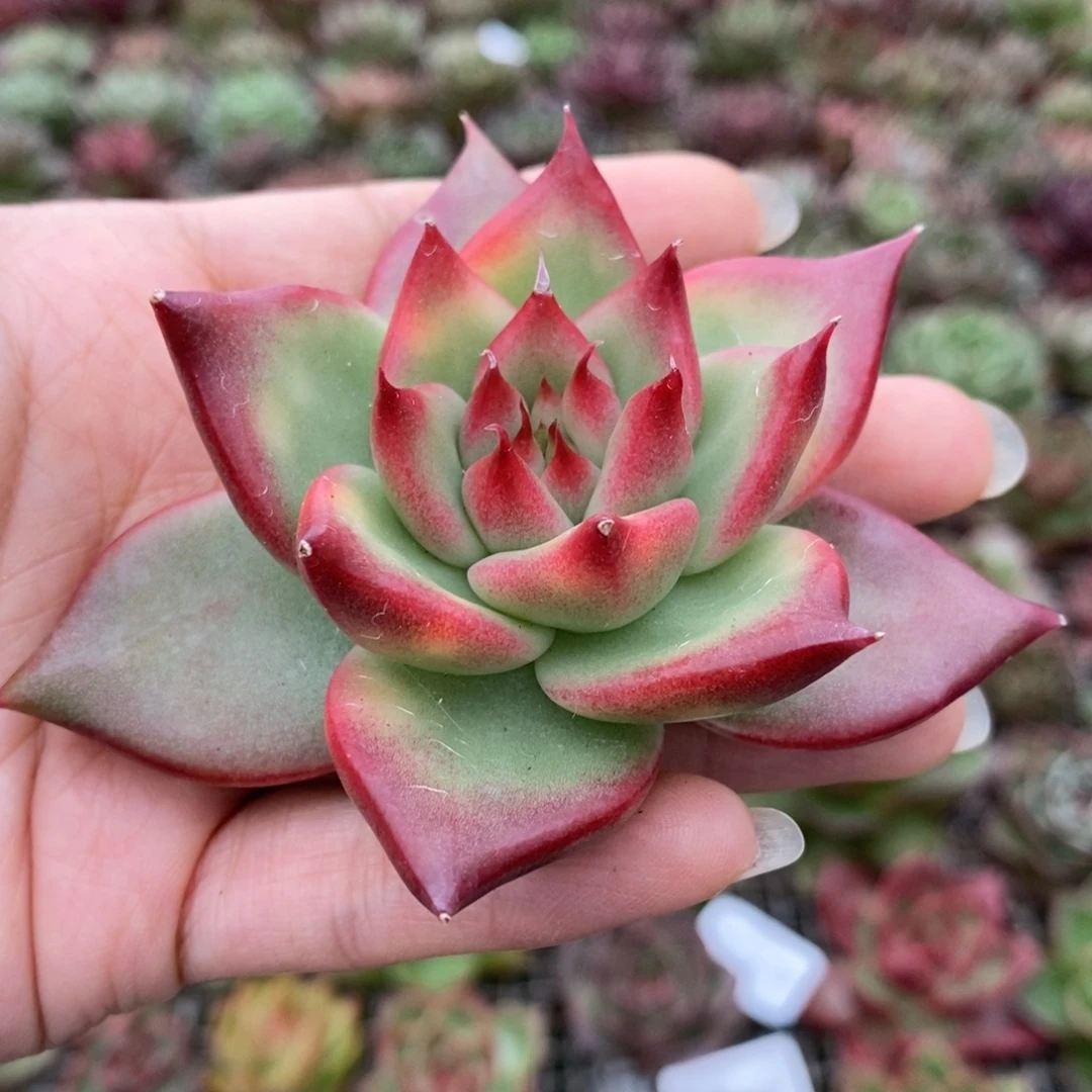 无花朵2799号东云系多肉植物