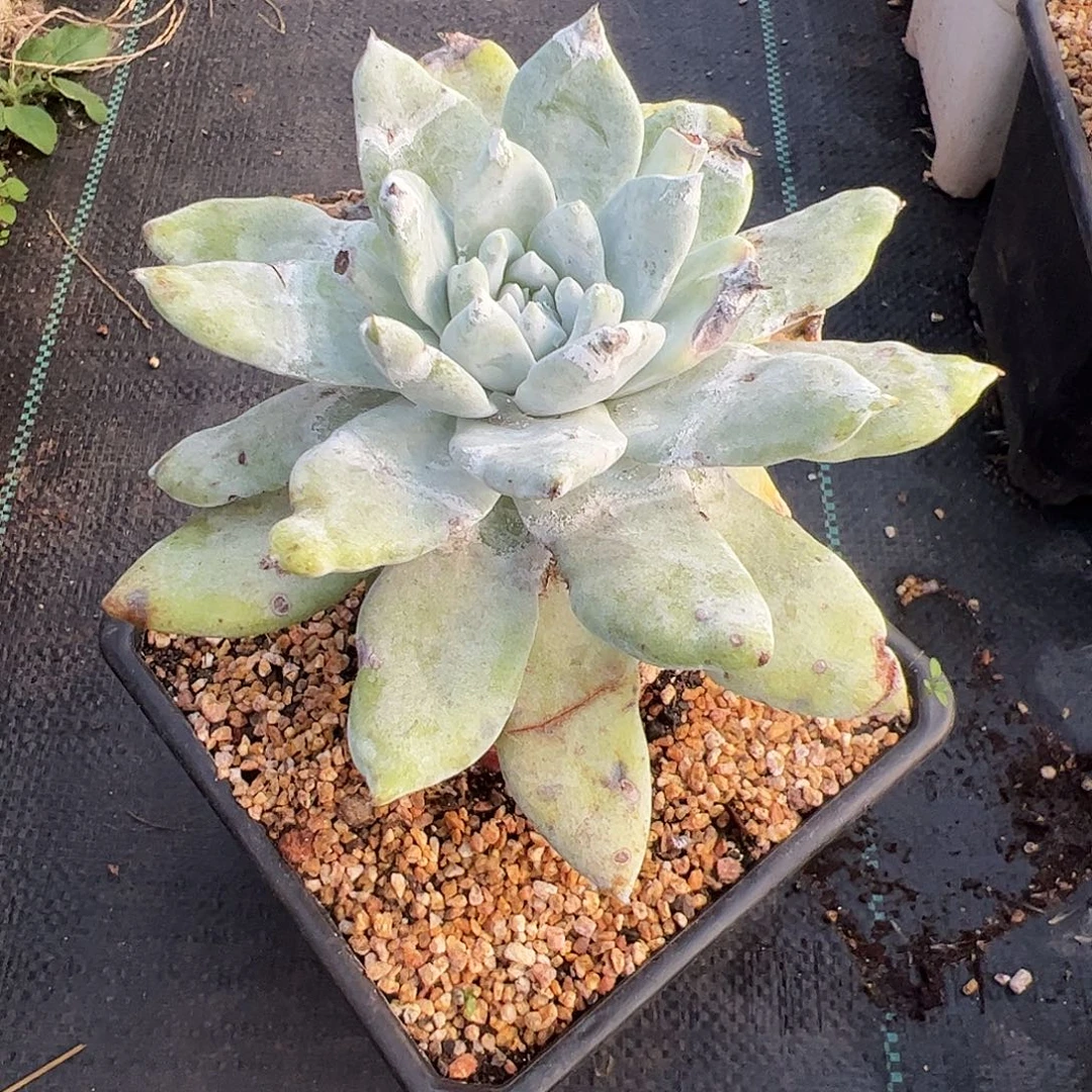 5013苹果雪山仙女杯