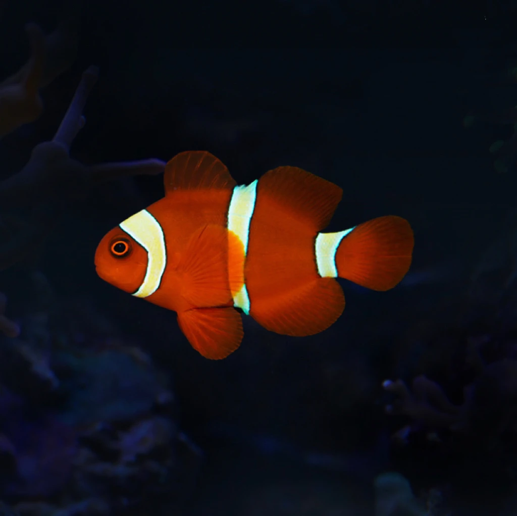 野生金透红实物以直播间为准