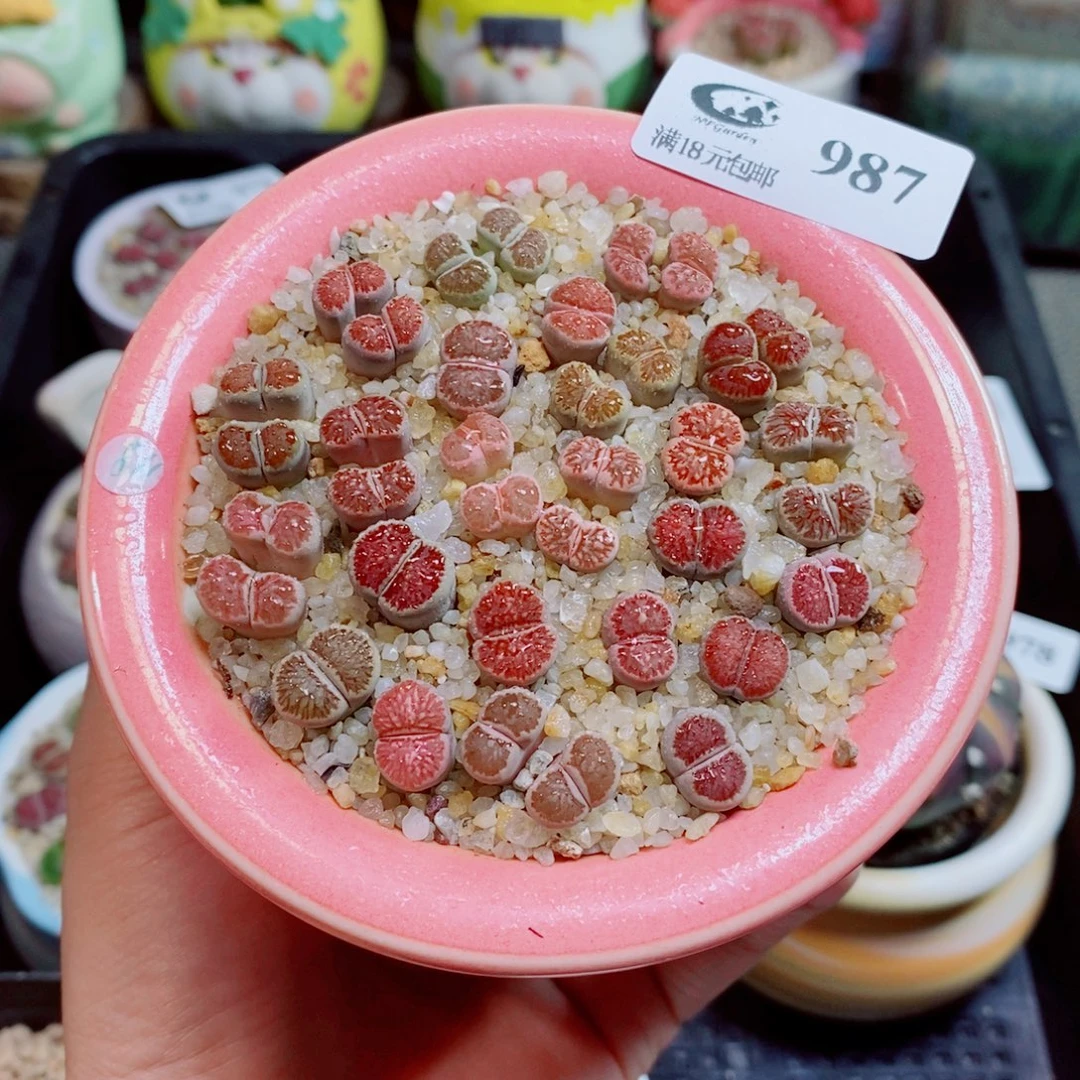 生石花花花花花花987