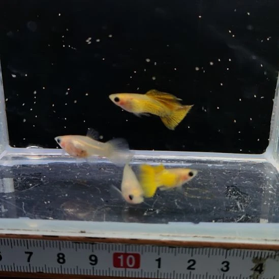 孔雀鱼黄蕾丝玻璃猫两对